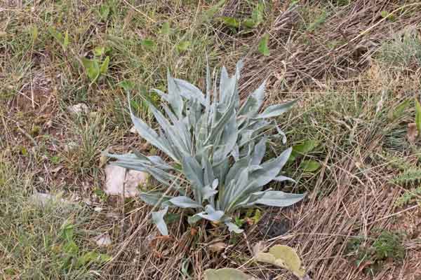 Pianta abruzzese 3 - Cynoglossum cfr. majellense